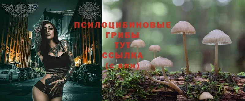 Псилоцибиновые грибы Psilocybe  Полярные Зори 